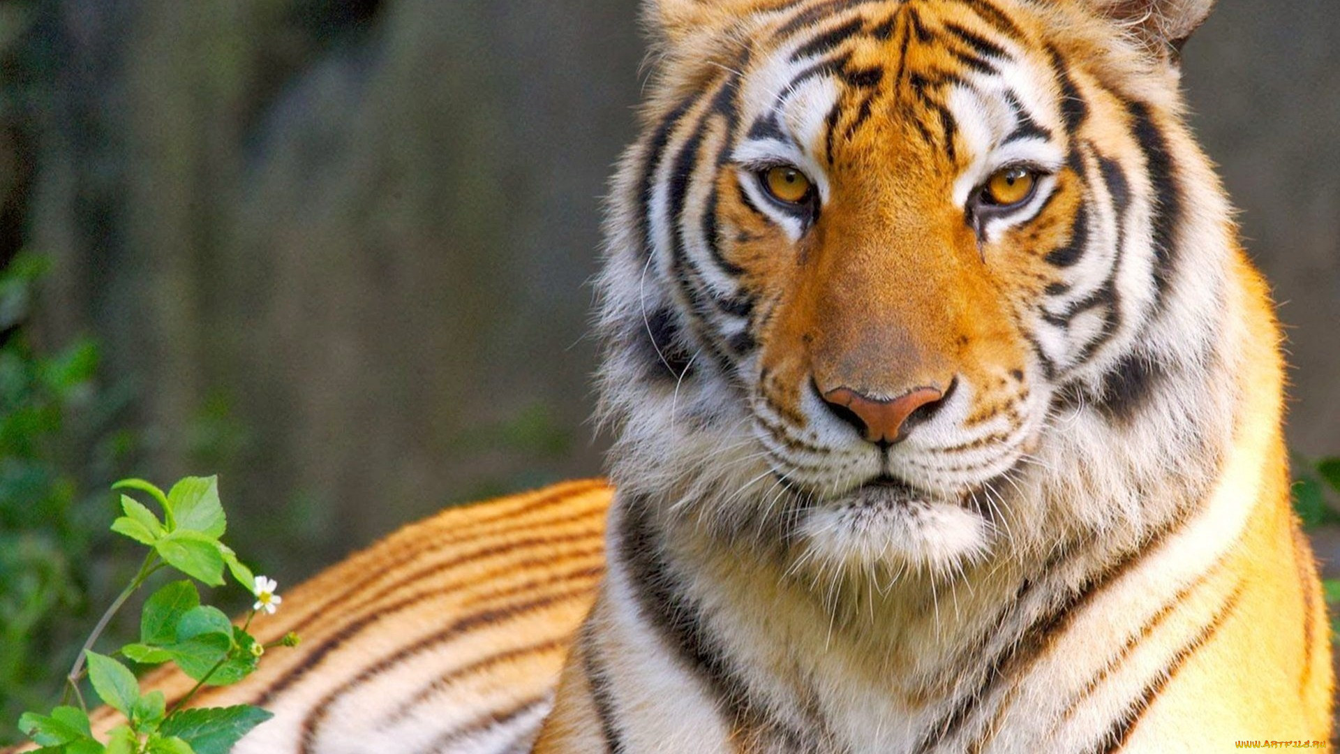 , , king, , predator, , , look, eyes, tiger, , cat, , , 